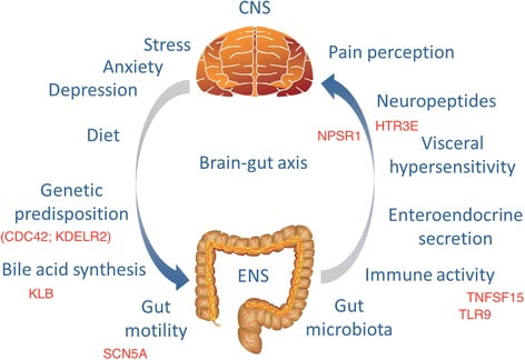 Brain-gut axis
